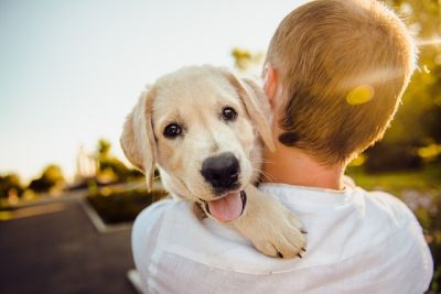 Kinesiotaping für Hunde Onlinekurs - zufriedener Hund