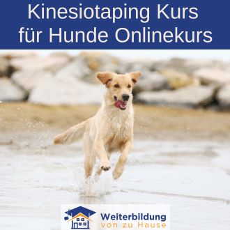 Kinesiotaping für Hunde Onlinekurs